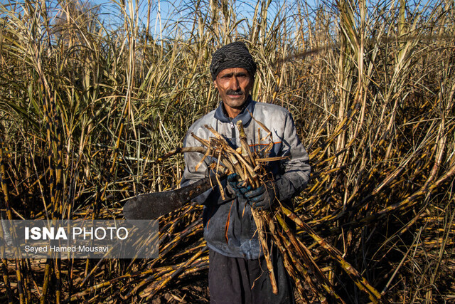 نیشکر؛ رودی سبز، جاری از طلا