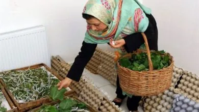 چرا مشاغل خرد فرصت‌های شغلی بیشتری ایجاد می‌کنند؟