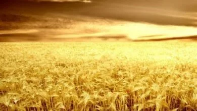 پایگاه اطلاع افق اقتصادی فردا