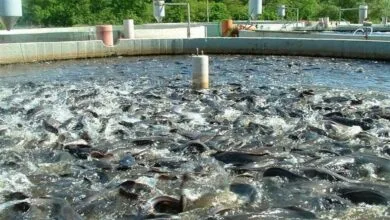 بیماریها و ریسکهای اقتصادی در صنعت پرورش ماهی؛ چالشهای بزرگ آبزیپروری بیماریها و ریسکهای اقتصادی در صنعت پرورش ماهی؛ چالشهای بزرگ آبزیپروری
