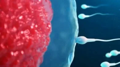 پایگاه اطلاع افق اقتصادی فردا